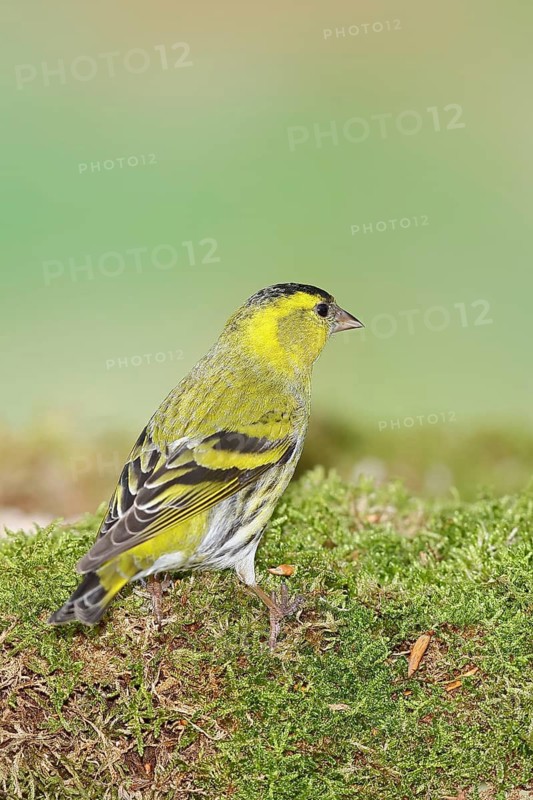 Eurasian siskin (Carduelis spinus), male sitting on moss, mossy ground, dorsal view, Wilnsdorf, North Rhine-Westphalia, Germany