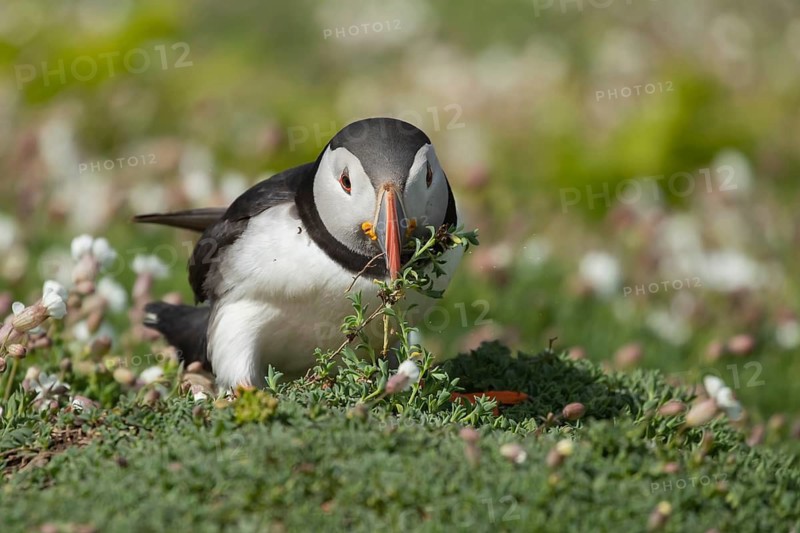 Atlantic puffin (Fratercula arctica) adult auk seabird bird collecting Sea campion (Silene maritima) plants for nest material in summer, Skomer island, Pembrokeshire, Wales, United Kingdom