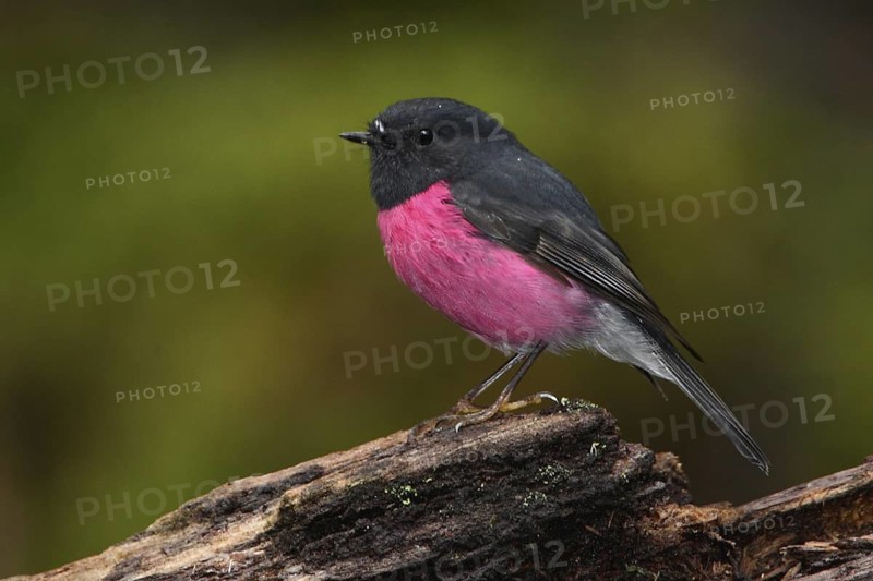 Pink Robin (Petroica rodinogaster), Tasmania, Australia