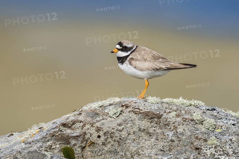 Common Ringed Plover (Charadrius hiaticula) perched on a rock, Iceland