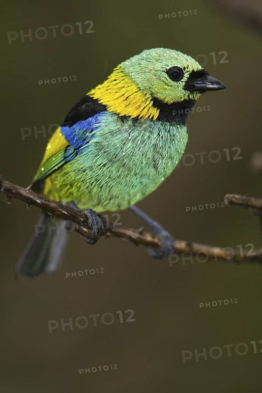 Green-headed Tanager (Tangara seledon), Bahia, Brazil