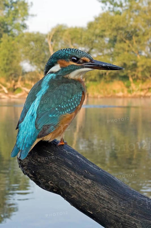 Common Kingfisher (Alcedo atthis) juvenile, Saxony-Anhalt, Germany