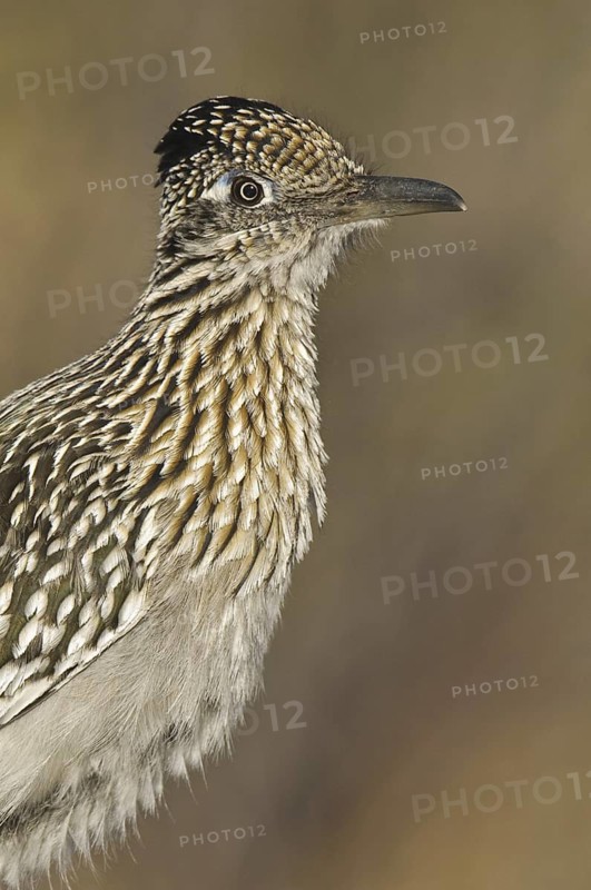 Greater Roadrunner (Geococcyx californianus), Arizona, USA
