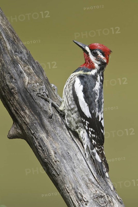 Red-naped Sapsucker (Sphyrapicus nuchalis) male, Alberta, Canada