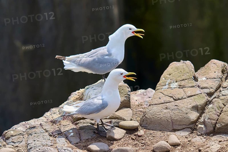Two calling gulls sitting on a rocky coastal promontory and communicating loudly, Black-legged Kittiwake (Rissa tridactyla), Seahouses, Inner Farne, Farne Islands, Northumberland, England, Great Britain