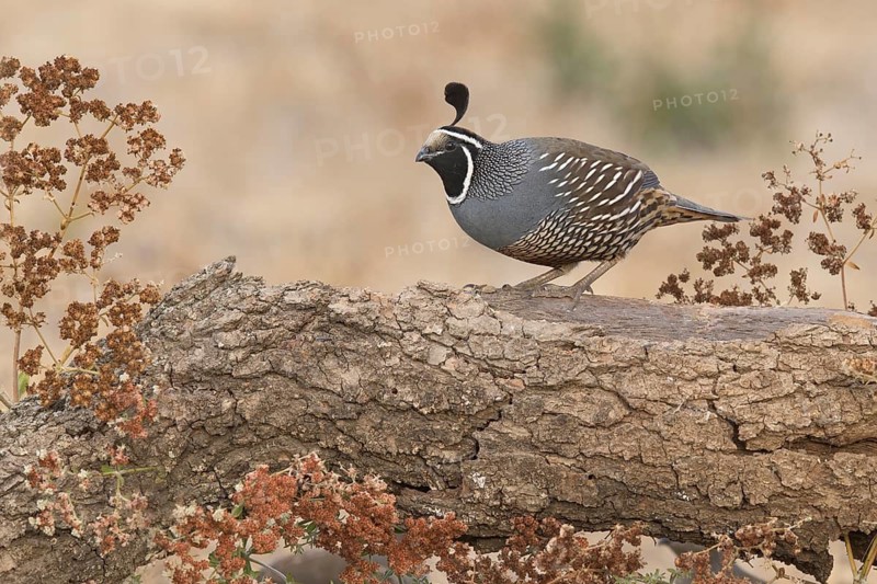 California Quail (Callipepla californica) male, California, USA
