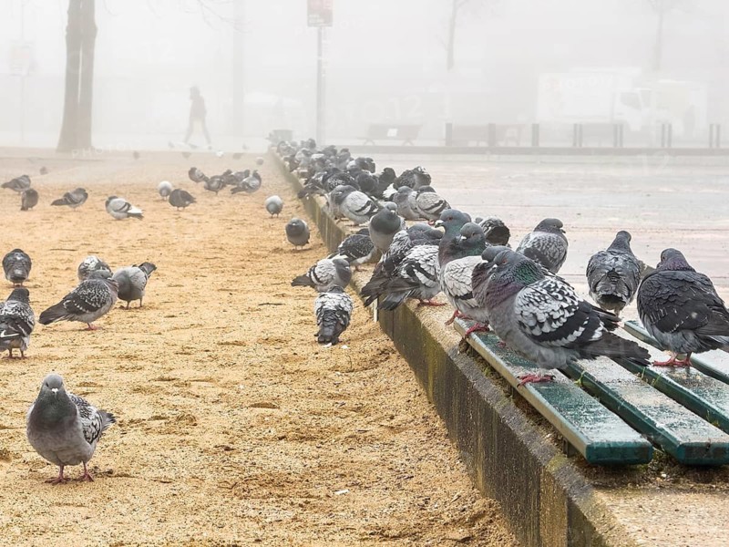 Many pigeons in the fog on a square in Düsseldorf, Germany
