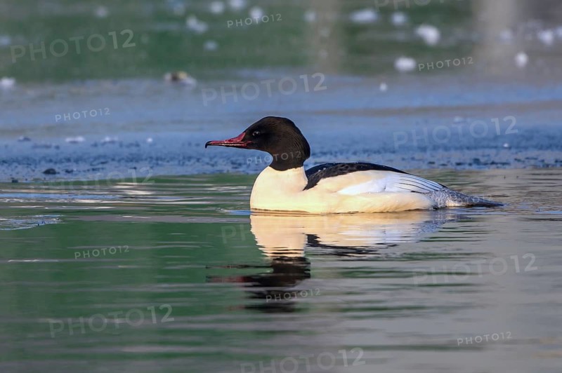 Common Merganser (Mergus merganser) male simming on an ice edge, Mecklenburg-Western Pomerania, Germany
