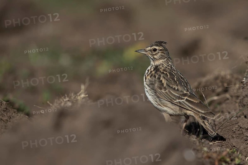 Thekla Lark (Galerida theklae huei) perched on the ground, Bale Mountains National Park, Ethiopia