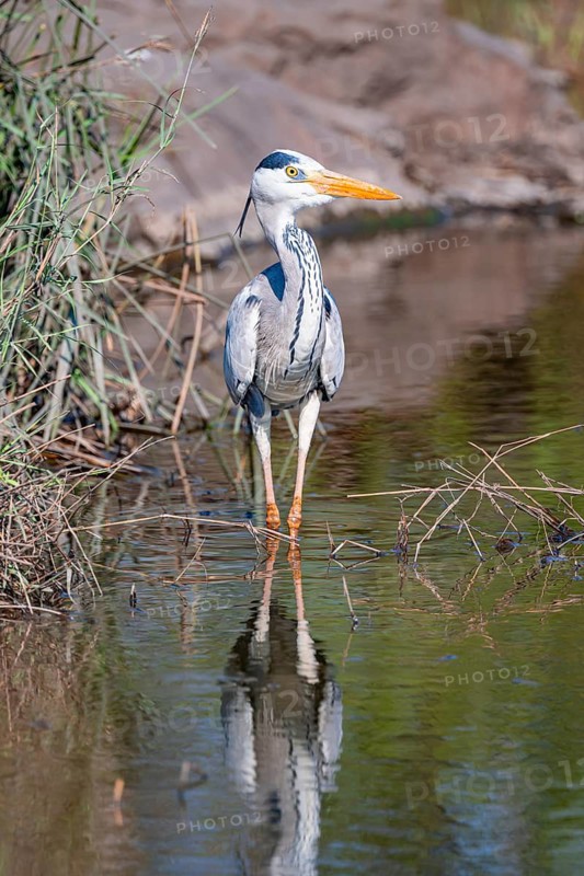 Grey heron (Ardea cinerea), eating a captured frog, Kruger National Park, South Africa