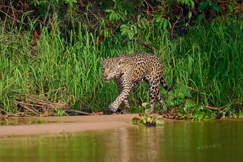 A jaguar strides attentively along the sandy edge of a jungle river, Jaguar (Panthera onca), Pantanal, Mato Grosso, Brazil