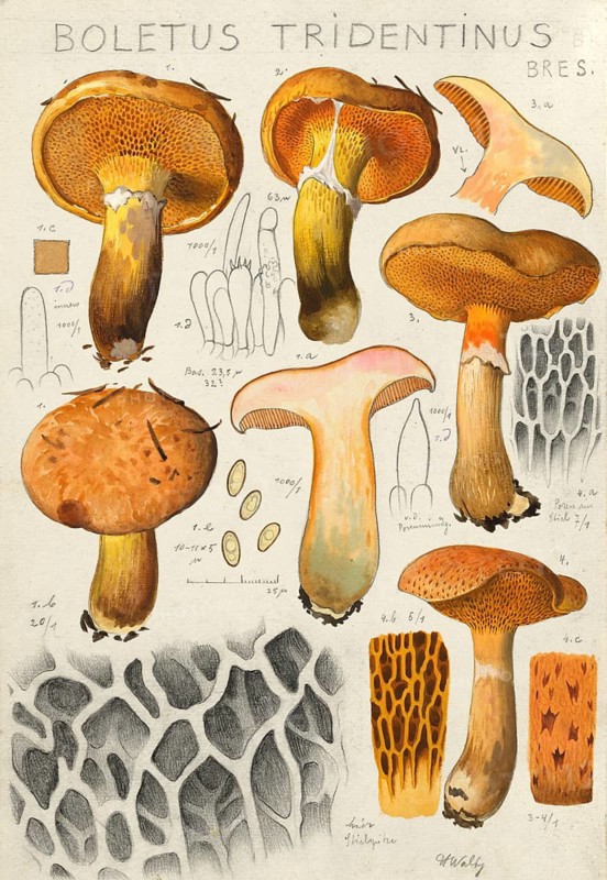 Mushroom, Mushrooms, Rufous larch bolete, Suillus tridentinus, Boletus tridentinus, authentic reproduction of an illustration by Hans Walty (1868-1948) from about 1915, historical