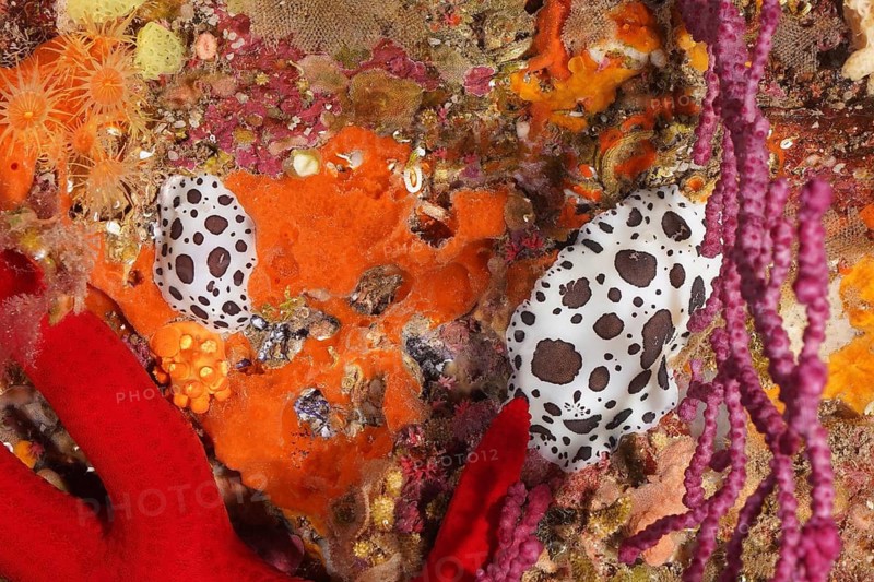 Leopard snail (Discodoris atromaculata) surrounded by intense colours, dive site peninsula Giens, Mediterranean Sea, Porquerolles, Provence, Côte d'Azur, France