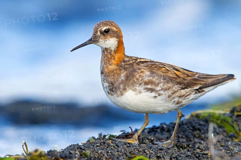 Odin's chicken, (Phalaropus lobatus), animals, birds, wading bird, swims in lake, Arctic snipe bird, family of water striders, foraging, biotope, habitat, waters, Skútustaðir, Norðurland Eystra, Iceland