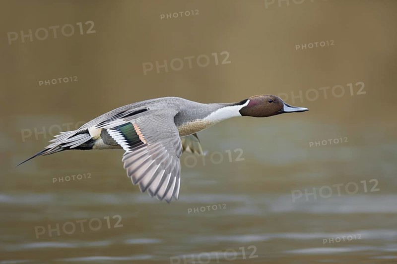Northern Pintail (Anas acuta) male flying, British Columbia, Canada