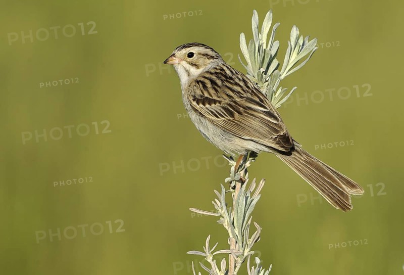 Clay-colored Sparrow (Spizella pallida)