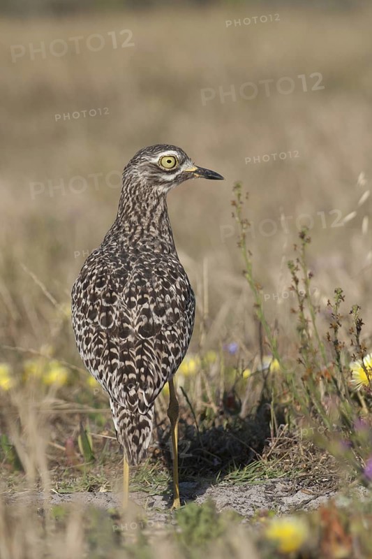 Kaptriel (Burhinus capensis), South Africa