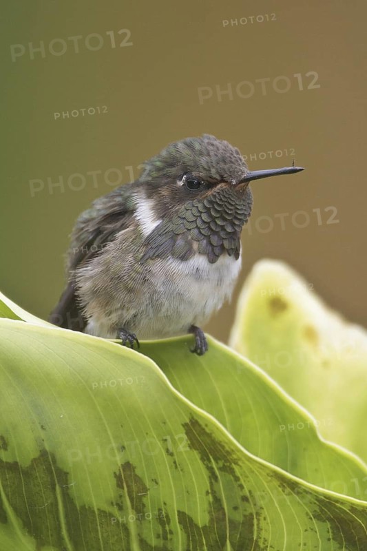 Volcano Hummingbird (Selasphorus flammula), Costa Rica
