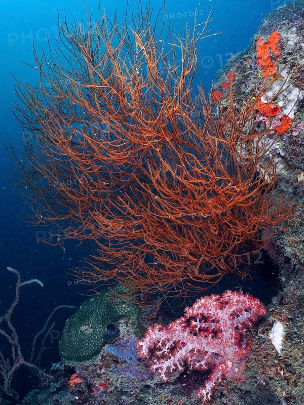 An orange-coloured Black coral (Antipathes dichotoma) rises in front of a rocky outcrop in the ocean, dive site Pidada, Penyapangan, Bali, Indonesia
