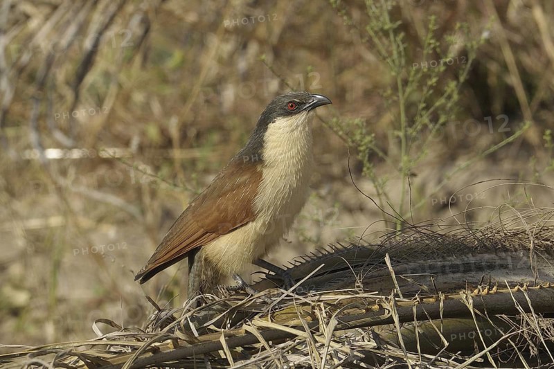 Senegal Coucal (Centropus senegalensis), Gambia