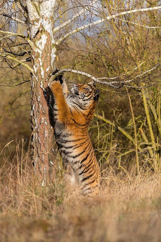 One young female Siberian Tiger, Panthera tigris altaica, climbing up a tree in a forest, hunting for birds. Early morning light