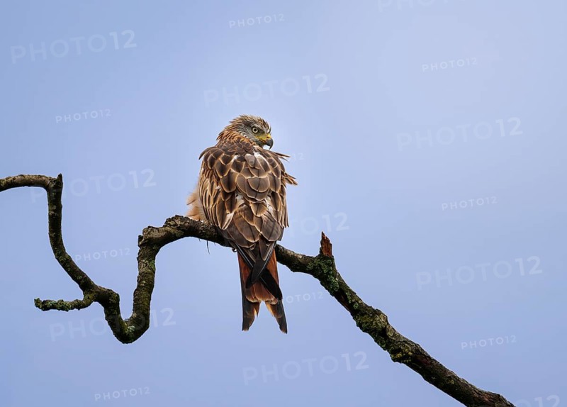 Red kite (Milvus milvus), sitting on a branch, Zurich, Switzerland