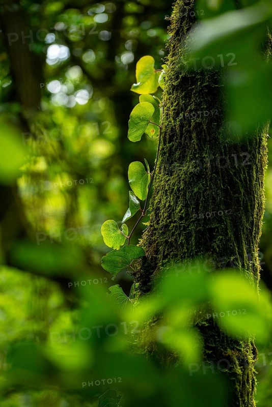 Vibrant green leaves and moss thrive on the bark of a tree, highlighted by natural sunlight in a dense forest setting