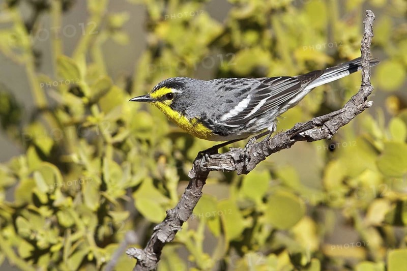 Grace's Warbler (Setophaga graciae) perched on a branch in southern Arizona, USA