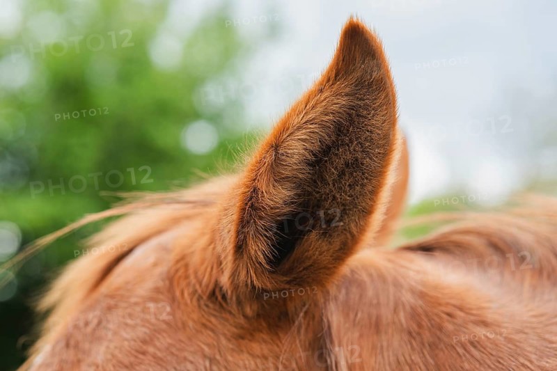 Detailed close-up of a horse's ear, displaying its soft hair and natural texture against a blurred, greenery-filled background. This image highlights equine beauty and detail