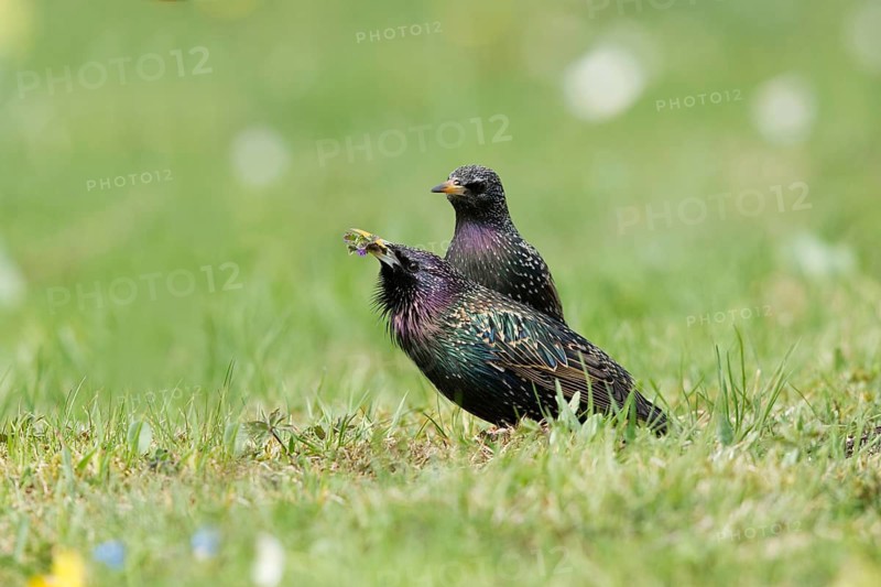 Common Starling (Sturnus vulgaris) pair, male presenting female with a food gift as part of a courtship ritual, Bavaria, Germany