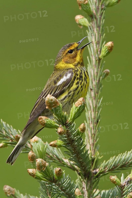 Cape May Warbler (Setophaga tigrina) singing, Manitoba, Canada