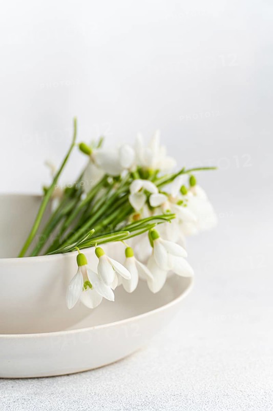 Vibrant fresh snowdrops in a ceramic bowl set against a clean, white background. Ideal for seasonal spring themes