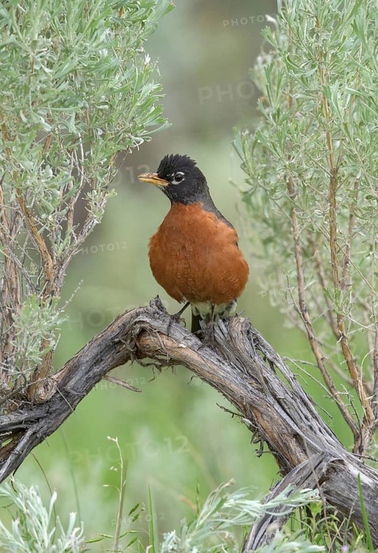 American Robin (Turdus migratorius) perched on a branch, British Columbia, Canada