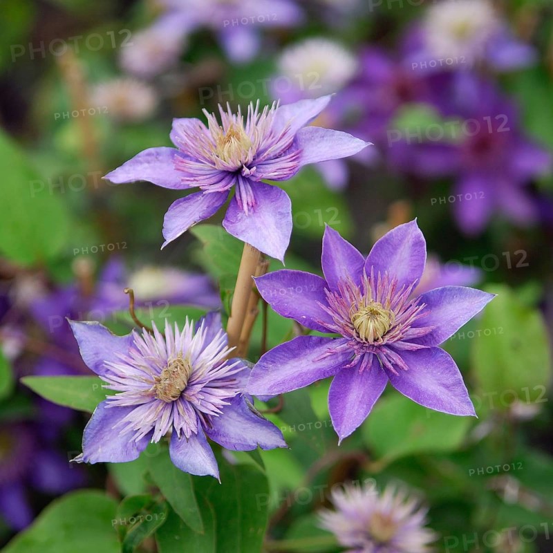 Large-flowered clematis, clematis (Clematis 'Multi Blue'), Germany
