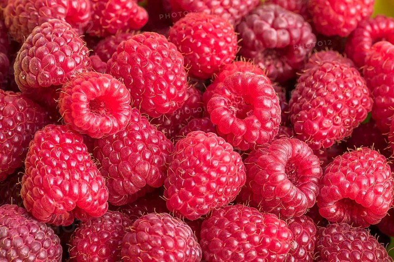 Autumn raspberry (Rubus idaeus' Polka '), Cambridge Botanical Garden, Germany