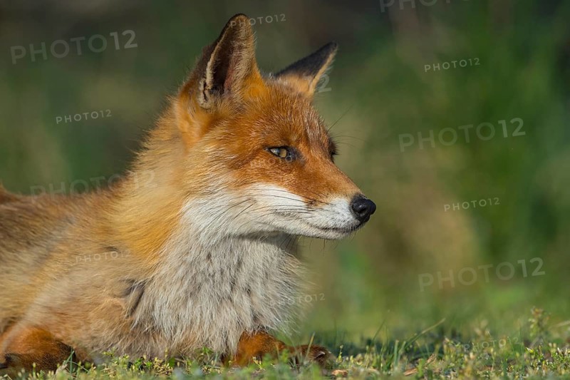 Red Fox (Vulpes vulpes) adult portrait, Netherlands