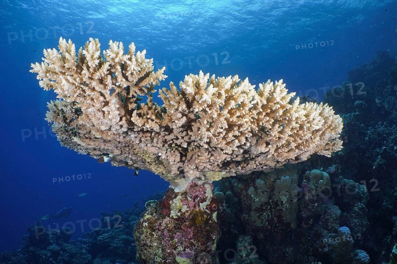 Staghorn coral (Acropora sp)