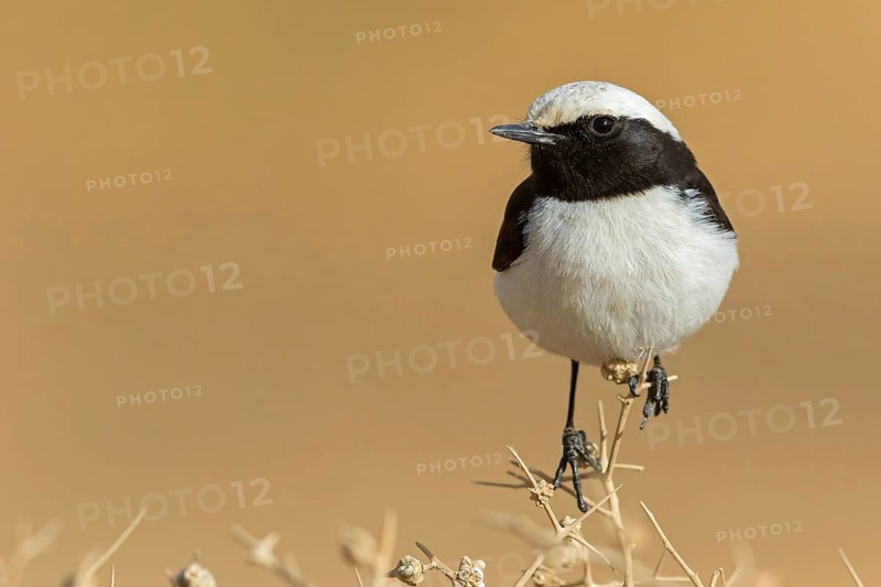 Black-backed Wheatear, Black-backed Wheatear, Mourning Wheatear, Oenanthe lugens, Traquet deuil, Collalba Fúnebre, Israel