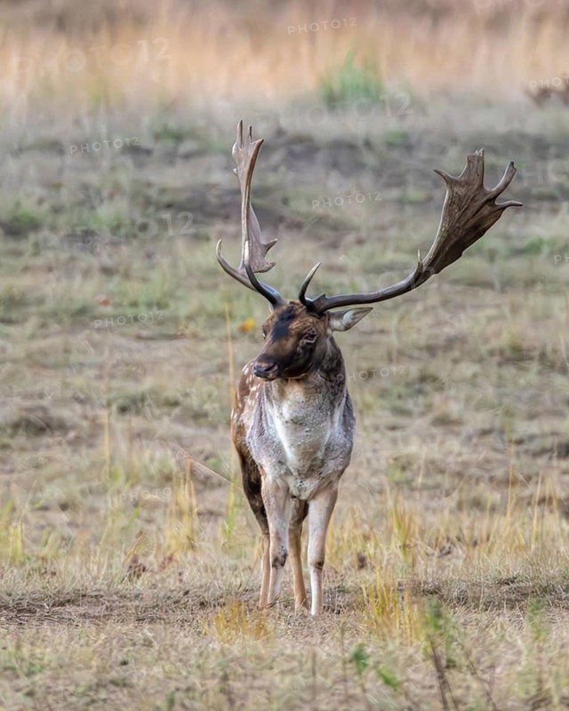 Fallow deer (Dama dama) in a clearing, Rüsselsheim am Main, Hesse, Germany