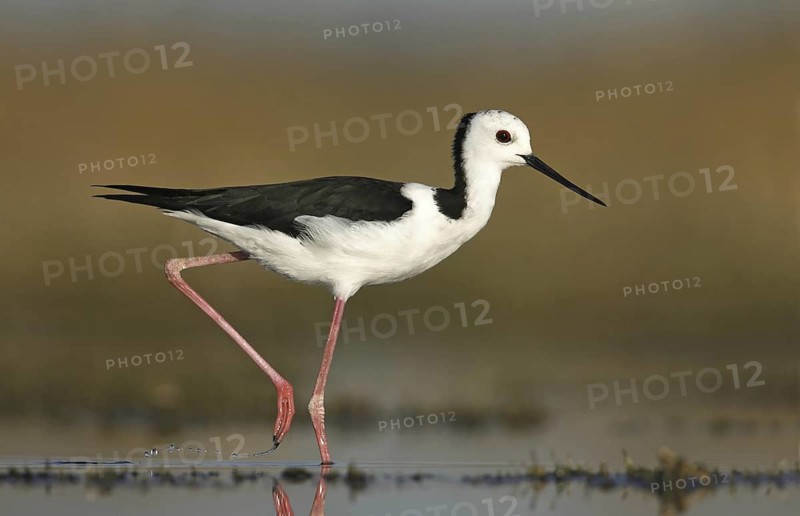 White-headed Stilt (Himantopus leucocephalus), Victoria, Lake Linlithgow, Australia