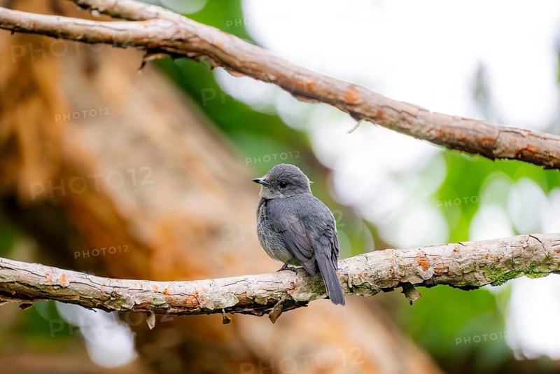 Mountain Drongo Flycatcher (Melaenornis fischeri) sitting on a branch, Mgahinga Gorilla National Park, Western Region, Uganda