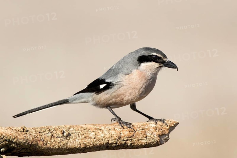 Southern Grey Shrike (Lanius meridionalis) perched on a dry branch, Castile-La Mancha, Spain
