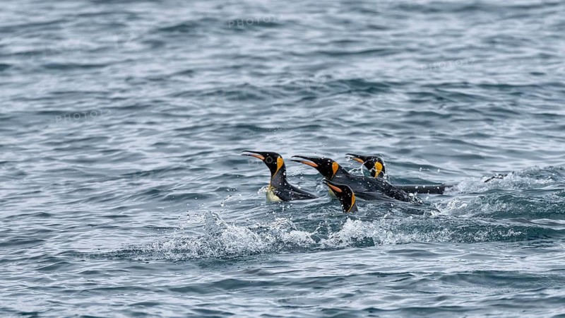 King penguins (Aptenodytes patagonicus), group swimming with heads sticking out of the water, South Atlantic, South Georgia