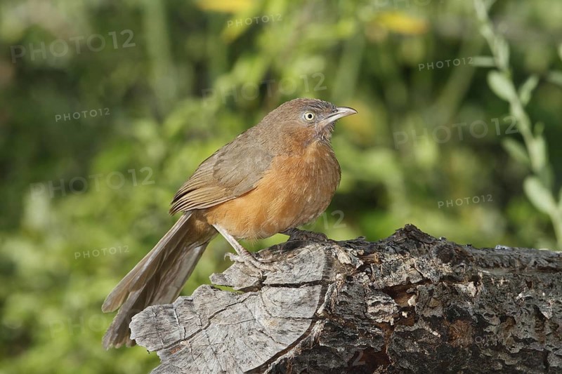 Rufous Chatterer (Turdoides rubiginosa), Lake Baringo, Botswana