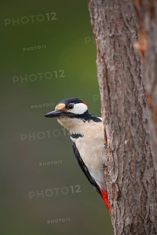 Great spotted woodpecker (Dendrocopos major) adult bird on a tree trunk in a woodland, Finland