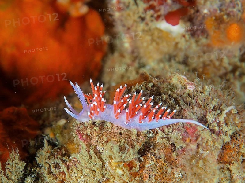 A delicate red-purple nudibranch with pointed appendages, purple thread snail (Paraflabellina funeka, Flabellina funeka), on a colourful underwater surface. Dive site False Bay, Cape of Good Hope, Cape Town, South Africa