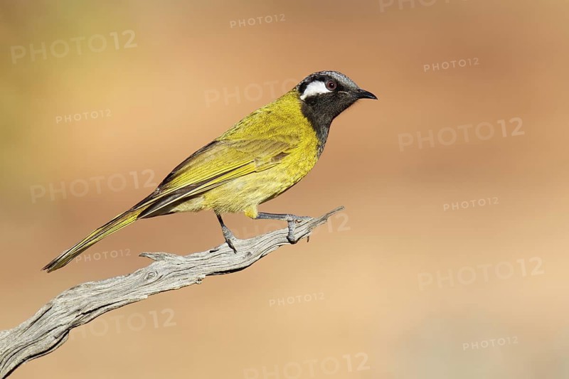 White-eared Honeyeater (Nesoptilotis leucotis), Victoria, Australia