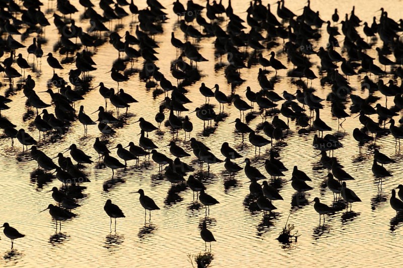 Black tailed godwit (Limosa limosa) adult wading birds in a large flock at high tide on a shallow lagoon at sunset, RSPB Frampton marsh nature reserve, Lincolnshire, England, United Kingdom