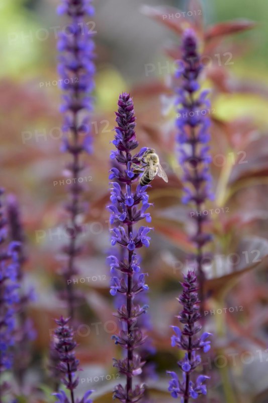 Steppe sage (Salvia nemorosa 'Caradonna'), University of Agricultural Sciences, Alnarp, Skane län, Sweden