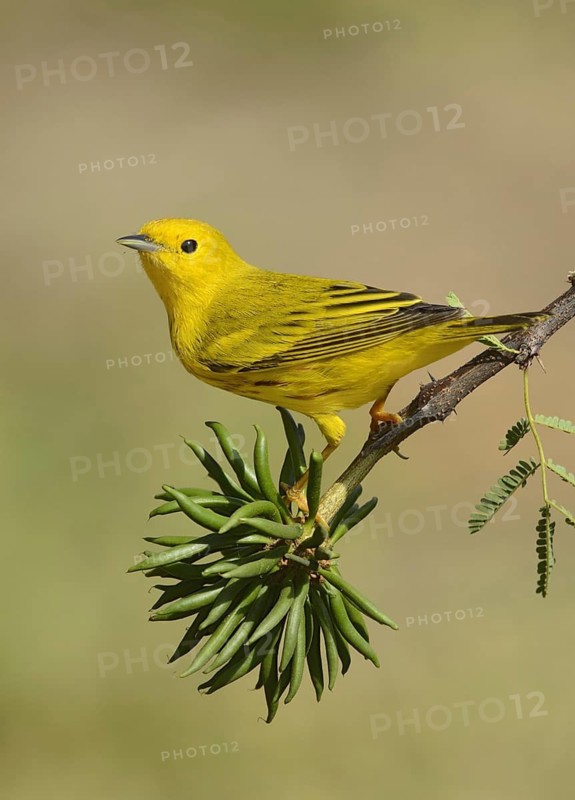 American Yellow Warbler (Setophaga aestiva) male singing, Texas, USA